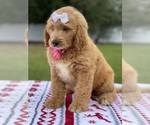 Small Photo #20 Goldendoodle Puppy For Sale in FROSTPROOF, FL, USA