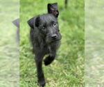 Small #1 Jack Russell Terrier Mix