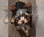 Small Yorkshire Terrier