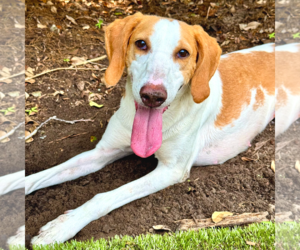 Mutt Dogs for adoption in Hilton Head, SC, USA