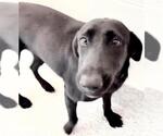 Small #1 Labrador Retriever