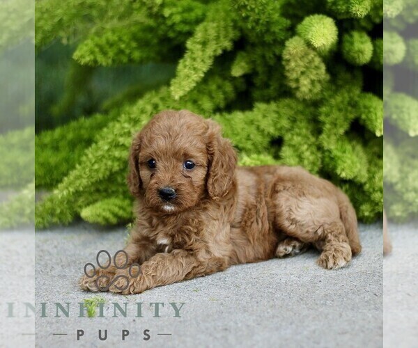 Medium Photo #4 Cavapoo Puppy For Sale in PARADISE, PA, USA