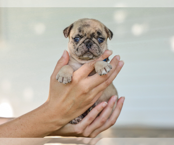 Medium Photo #1 Pug Puppy For Sale in LIBERTY, KY, USA