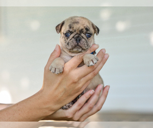 Pug Puppy for sale in LIBERTY, KY, USA