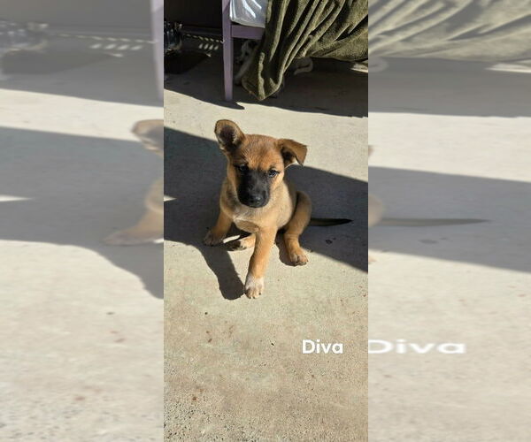 Medium Photo #2 Mutt Puppy For Sale in Brewster, NY, USA