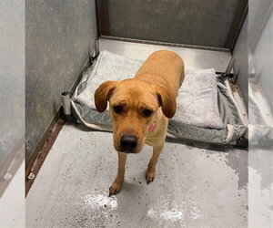 Labrador Retriever-Unknown Mix Dogs for adoption in Conroe, TX, USA