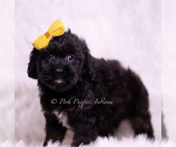 Medium Photo #5 Cavapoo (Miniature) Puppy For Sale in WARSAW, IN, USA
