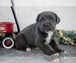 Puppy Sap Cane Corso
