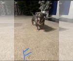 Small Photo #4 American Bully Puppy For Sale in WINDSOR, PA, USA