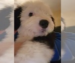Small Photo #35 Old English Sheepdog Puppy For Sale in WILMINGTON, OH, USA