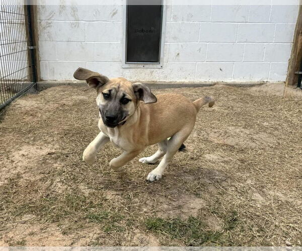 Medium Photo #5 Anatolian Shepherd-Rhodesian Ridgeback Mix Puppy For Sale in Higley, AZ, USA