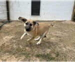 Small #4 Anatolian Shepherd-Rhodesian Ridgeback Mix