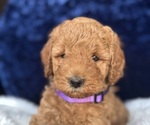 Small #4 Goldendoodle (Miniature)