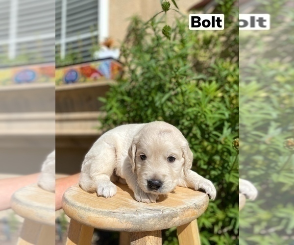 Medium Photo #10 Golden Retriever Puppy For Sale in CARLSBAD, CA, USA