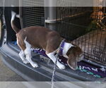 Small #1 Beagle