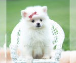 Small #6 Pomeranian