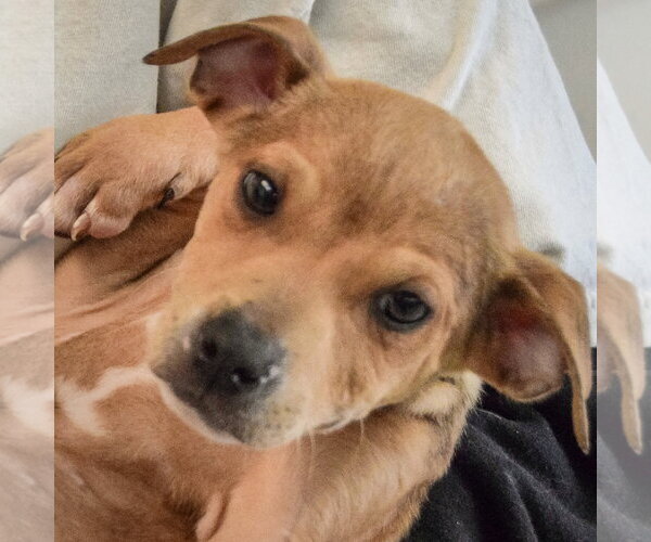 Medium Photo #2 Jack Russell Terrier-Unknown Mix Puppy For Sale in Huntley, IL, USA