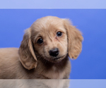 Small Photo #5 Dachshund Puppy For Sale in CROWLEY, TX, USA