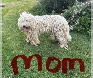 Mother of the Komondor puppies born on 07/23/2026