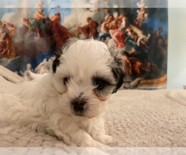 Medium Photo #11 Zuchon Puppy For Sale in GALENA, NV, USA