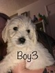 Small #84 Goldendoodle