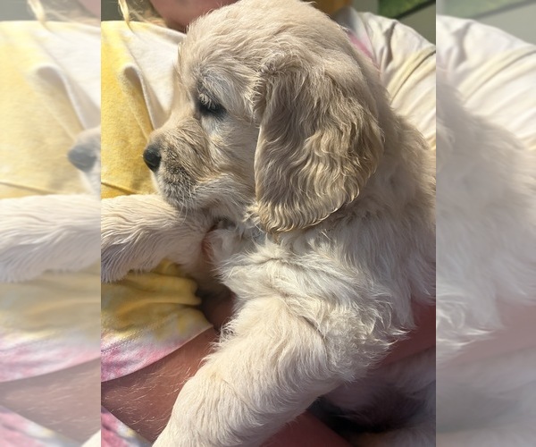 Medium Photo #1 English Cream Golden Retriever Puppy For Sale in GENOA CITY, WI, USA