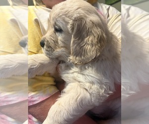 Medium English Cream Golden Retriever
