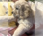 Puppy Pink English Cream Golden Retriever