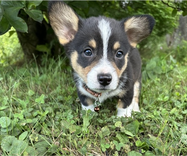Medium Photo #6 Pembroke Welsh Corgi Puppy For Sale in PERKINSVILLE, VT, USA