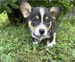 Small #5 Pembroke Welsh Corgi