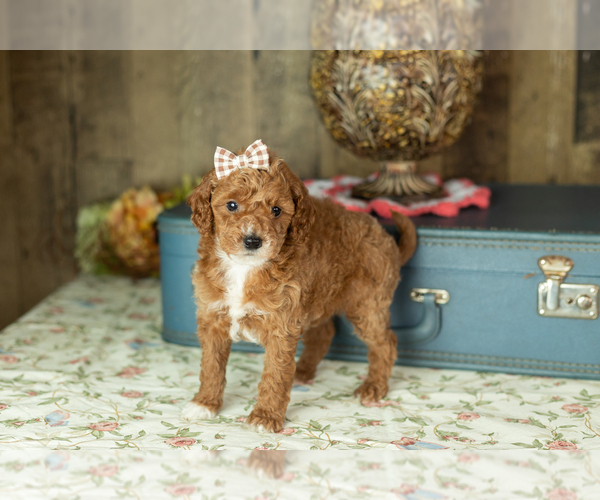 Medium Photo #3 Miniature Labradoodle Puppy For Sale in NAPPANEE, IN, USA
