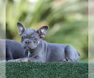 French Bulldog Puppy for sale in SANTA BARBARA, CA, USA