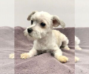 Havamalt Dogs for adoption in Lincolnwood, IL, USA