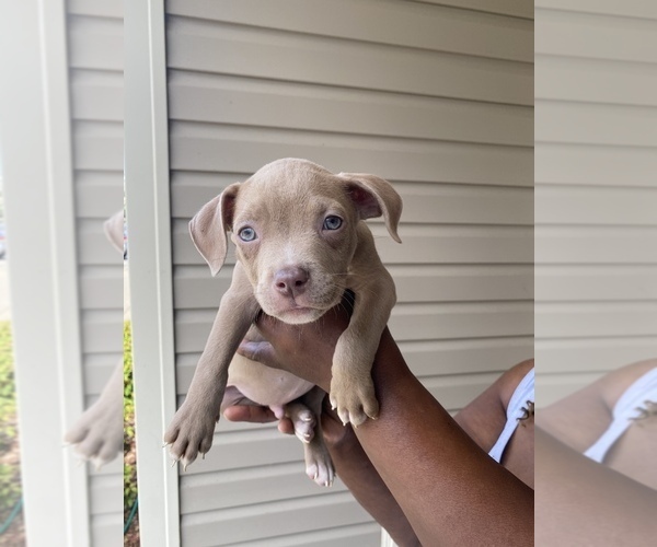 Medium Photo #3 American Bully Puppy For Sale in RALEIGH, NC, USA