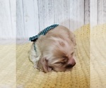 Small Photo #2 Cocker Spaniel Puppy For Sale in TERRY, MS, USA