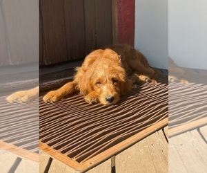 Mother of the Goldendoodle puppies born on 01/01/2025