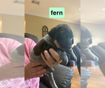 Small #11 German Shorthaired Pointer