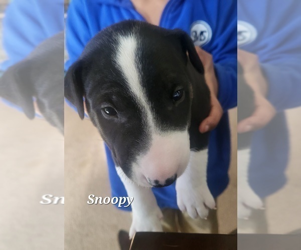 Medium Photo #10 Bull Terrier Puppy For Sale in FOND DU LAC, WI, USA