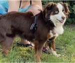 Small Photo #1 Miniature Australian Shepherd Puppy For Sale in LONGVIEW, WA, USA