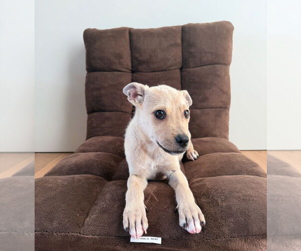 Medium Photo #3 Labrador Retriever-Unknown Mix Puppy For Sale in Dana Point, CA, USA