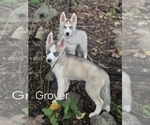 Puppy Grover Siberian Husky