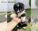 Small Photo #2 Australian Shepherd Puppy For Sale in COOKEVILLE, TN, USA