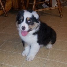 Australian Shepherd Puppy for sale in MIDDLETOWN, OH, USA