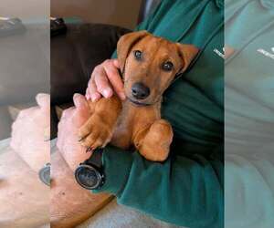 Dachshund-Doberman Pinscher Mix Dogs for adoption in Buffalo, MN, USA