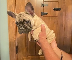 French Bulldog Puppy for sale in MORENO VALLEY, CA, USA