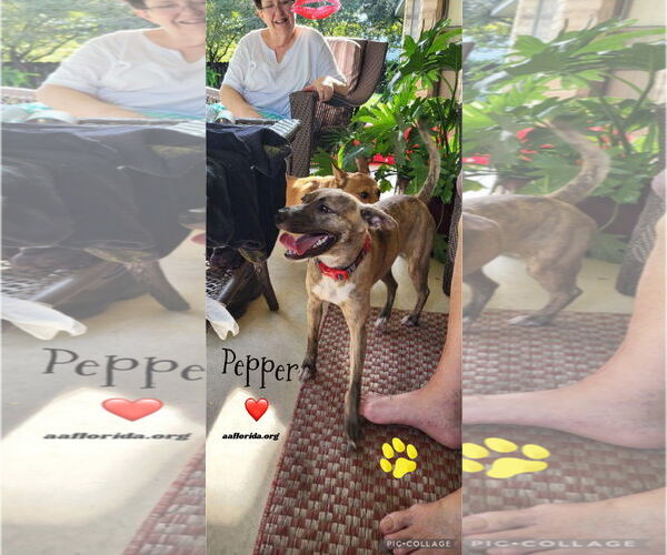 Medium Photo #2 Chihuahua-Unknown Mix Puppy For Sale in Pensacola, FL, USA