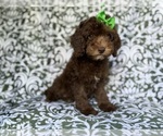 Small #1 Cavapoo (Miniature)