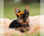 Puppy Zeke Yorkshire Terrier