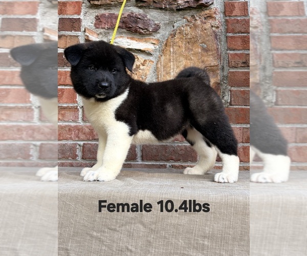 Medium Photo #3 Akita Puppy For Sale in MEM, TN, USA
