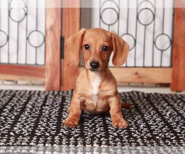 Medium Photo #2 Dachshund Puppy For Sale in NAPLES, FL, USA